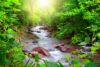 Stream surrounded by green foliage