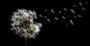 Dandelion seedhead on black background