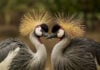 Gray crowned cranes