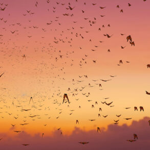 Monarch butterflies flying at sunset