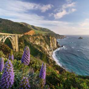 Blooms at Bixby Bridge, Big Sur