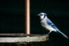 Blue jay on birdbath