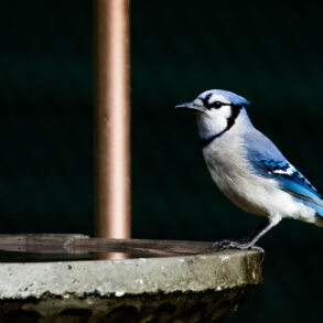 Blue jay on birdbath