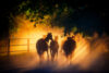 Horses in sunset dust