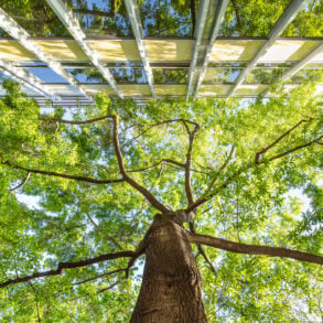 Pin Oak vs Building, Greenwich Village, Manhattan, by Matthew LĂłpez-Jensen