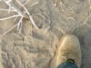 Flat-tailed horned lizard and boot