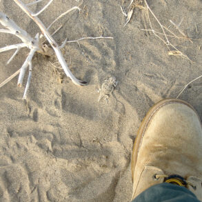 Flat-tailed horned lizard and boot