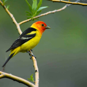 Western tanager