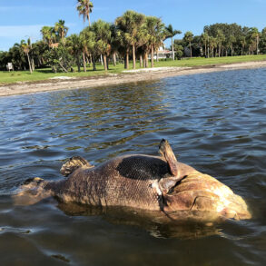 Dead Goliath grouper floating in Tampa Bay