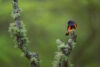 Male American redstart on mossy branch