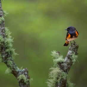 Male American redstart on mossy branch