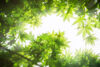Maple leaves, backlit.