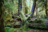 Nurse log in overgrown forest
