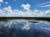 Shark River Slough in the Everglades