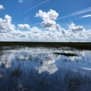Shark River Slough in the Everglades