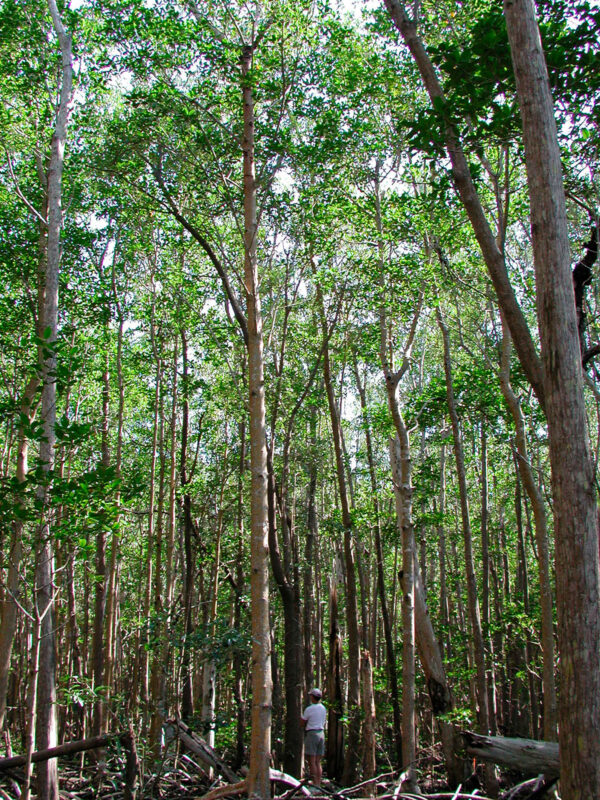 An Florida Coastal Everglades researcher engaging with an Everglades forest