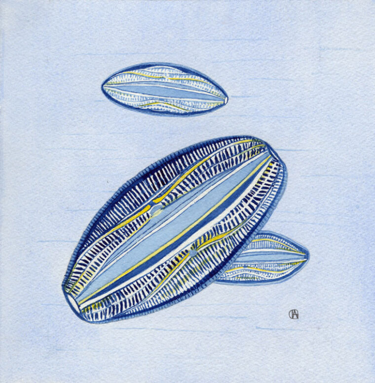 Amphora Proteus