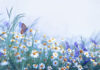 Blue butterfly among purple and white flowers in a foggy field