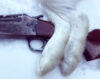 Snowshoe hare feet over rifle on snow