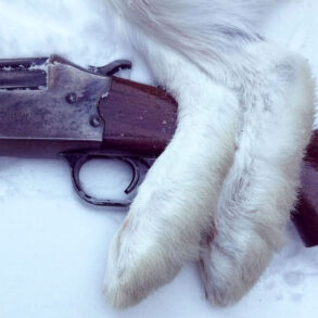 Snowshoe hare feet over rifle on snow