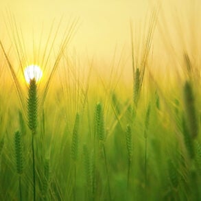 Sunrise over wheat