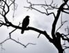 Silhouette of hawk in tree