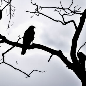 Silhouette of hawk in tree