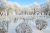 Snowy trees and shrubs