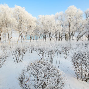 Snowy trees and shrubs