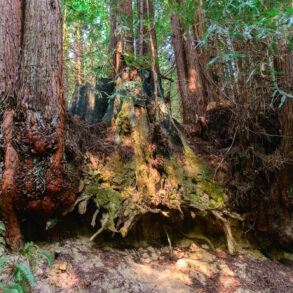 Redwood burls