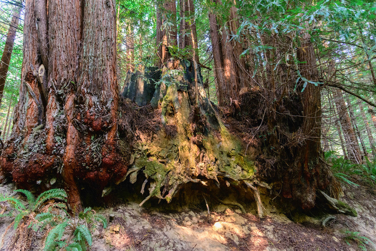 Burl: Lesson Plans for a Redwood Forest - Terrain.org, image size:1280x854