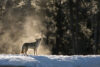 Coyote howling in the snow