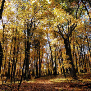 Crones Knoll, Cedar Creek, Minnesota