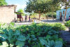 Growing vegetables
