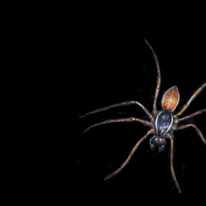 Spider, by Suzanne Stryk