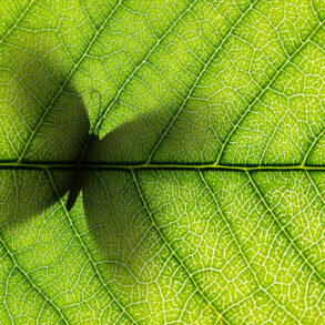 Butterfly shadow seen through leaf