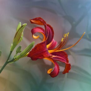 Daylily