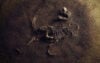 Dinosaur skeleton in grround