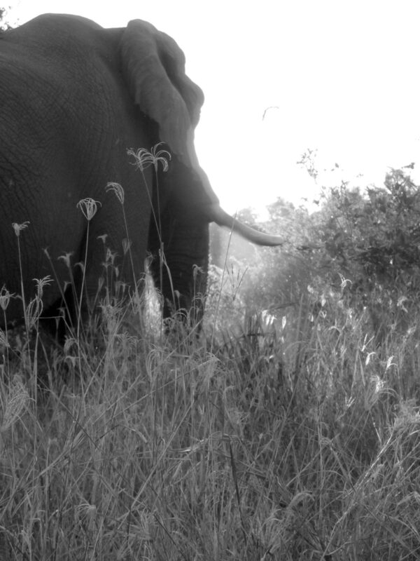 Elephant as viewed from rear