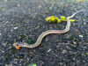 Garter snake