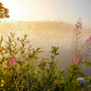 Spider web with dew in morning light