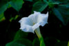Datura