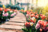 Flower garden path