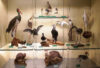 Museum display