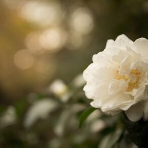 Winter camelia bloom