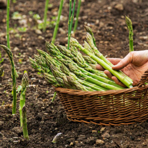 Asparagus in basket