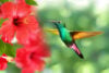Hummingbird