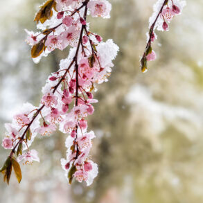 Plum tree flowers under spring snow