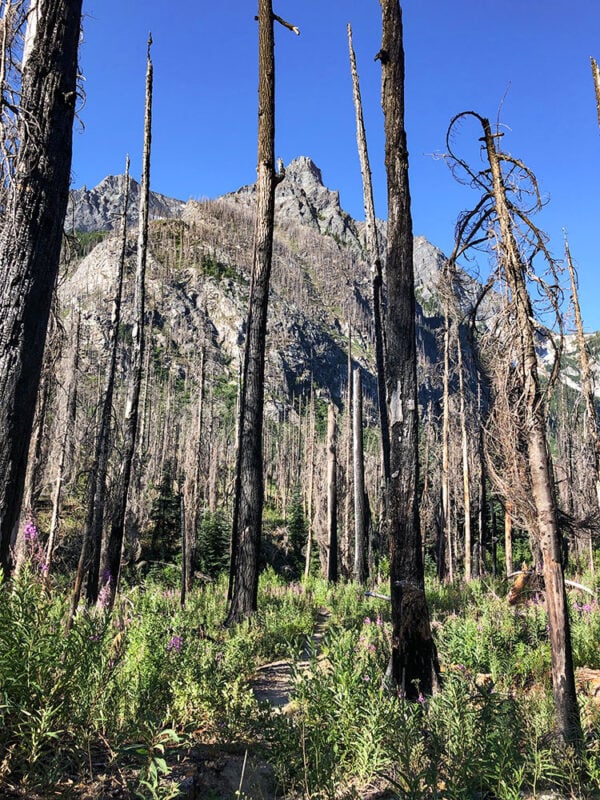 Burned landscape