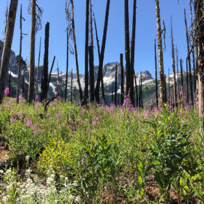 Fireweed in the burned tree remains of Buck Creek